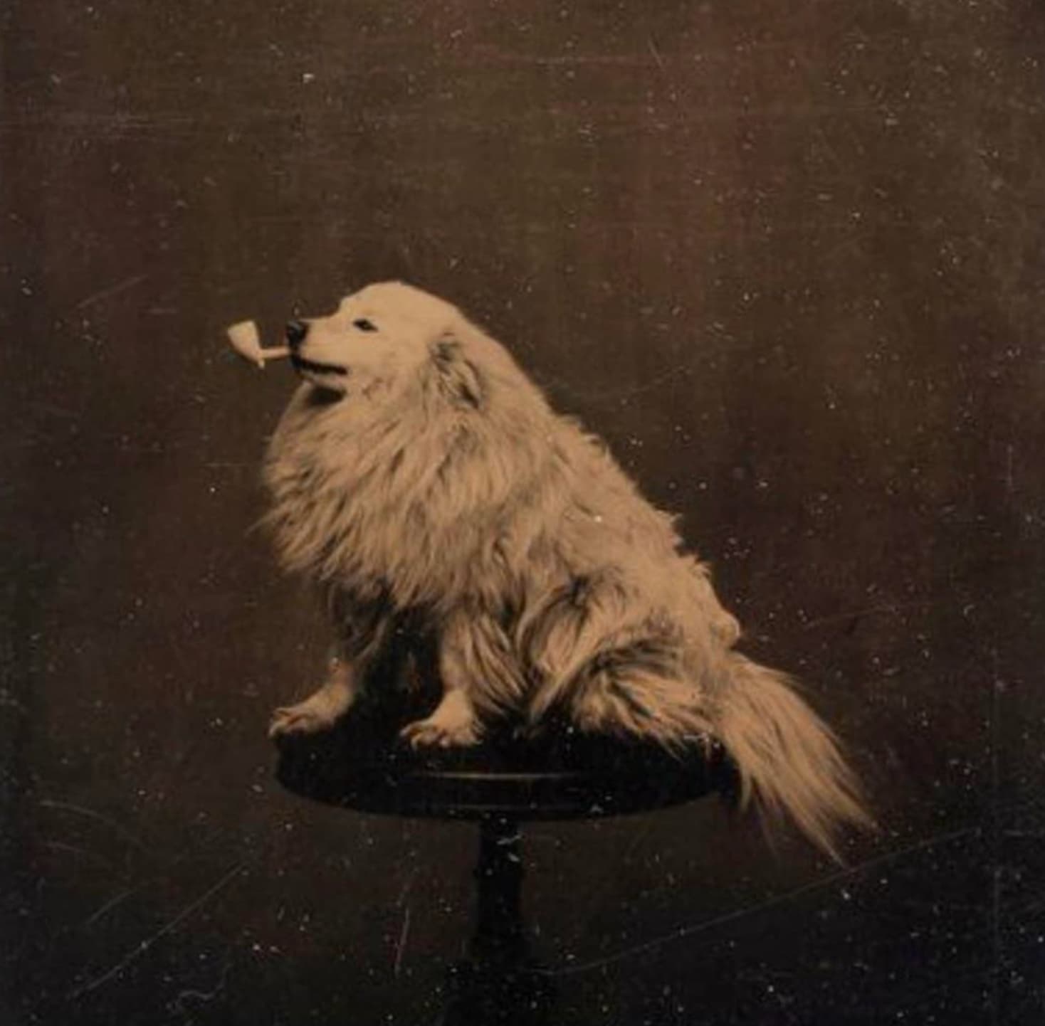 dog with pipe 1875